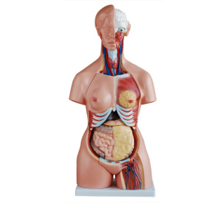 Good health, starting with the torso model---Explore the mysteries of the human body and unlock the way to health
